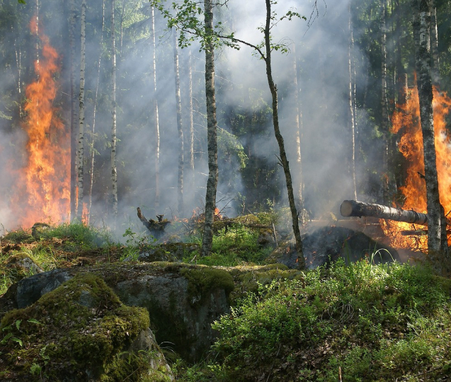 Žhář zapaluje ohně v lesích v době vysokého rizika šíření požárů