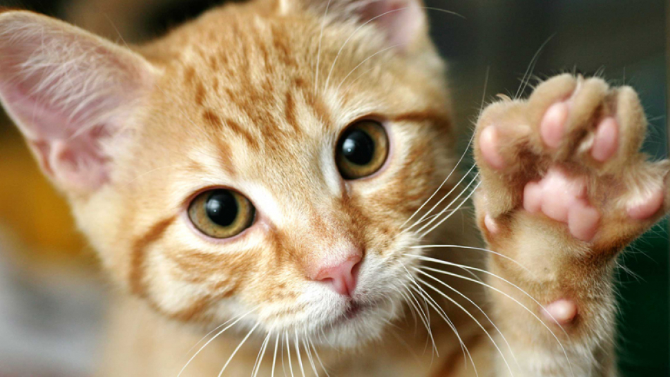 Dnes se slaví Mezinárodní den koček, ideální den pro adopci