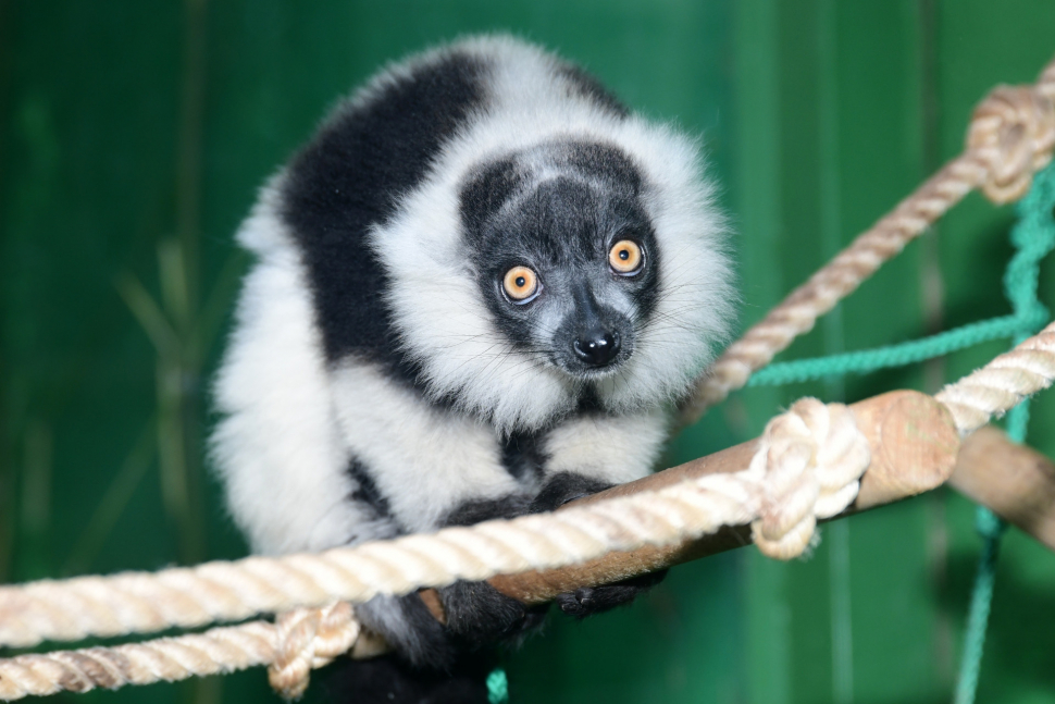 V olomoucké zoo vážili dvojčata květnových lemurů