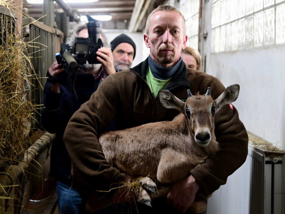 V olomoucké zoo rodí jedna antilopa za druhou