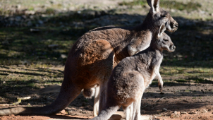 Šťastné novinky ze zoo: Narodila se další klokaní mláďata