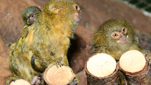 ZOO Olomouc děkuje za dary. Už jste adoptovali vlastní zvířátko?