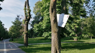 Olomoučtí strážníci na stromě v parku našli stavební povolení