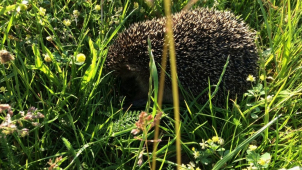 Ježek měl od soudů eskort strážníků