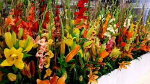 Letní etapa Flory už je za dveřmi, připomene léčivou moc přírody