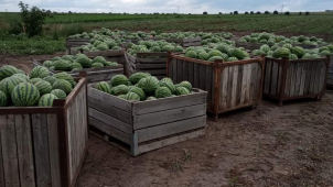 Samosběr zeleniny u Olomouce pokračuje, došla cibule