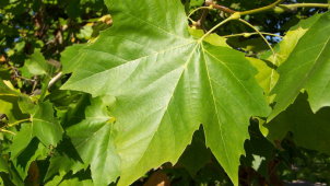 Velkomoravskou ulici obsadí platany