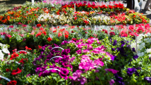 Bude Flora, myslete na to při dopravě