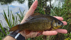 Karas obecný mizí z tuzemských rybníků