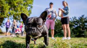 V Olomouci se poběží na podporu opuštěných psů