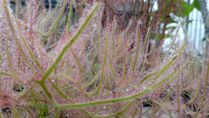 Masožravé rostliny z celého světa opět na Floře