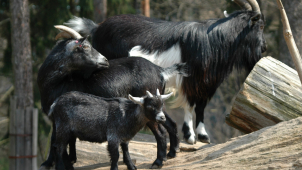 Slintavka a kulhavka: Omezení provozu v zoo i na farmách