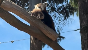 Pandám v Zoo Olomouc se narodila mláďata