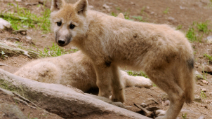 V ZOO se narodili vlčata, už víme, jsou tři