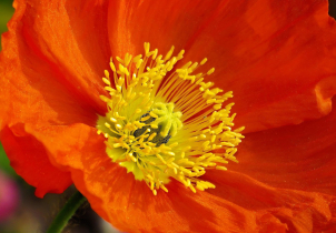 Přerov připomene vznik republiky, Den veteránů i Den studentstva