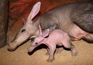 V olomoucké zoo se narodilo mládě hrabáče kapského