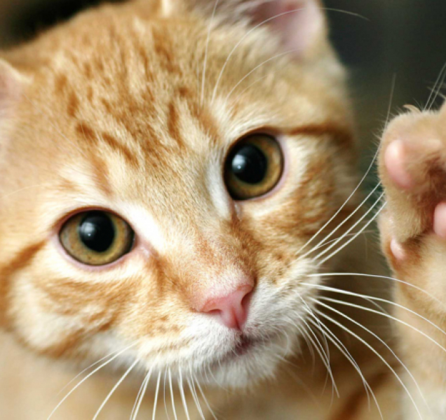 Dnes se slaví Mezinárodní den koček, ideální den pro adopci