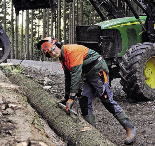 Lesníci očekávají kůrovcovou kalamitu. Chystají 200 tisíc lapačů