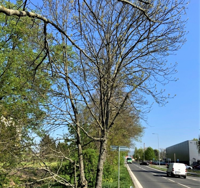 Kácení stromů u silnic v kraji stálo letos přes 39 milionů korun
