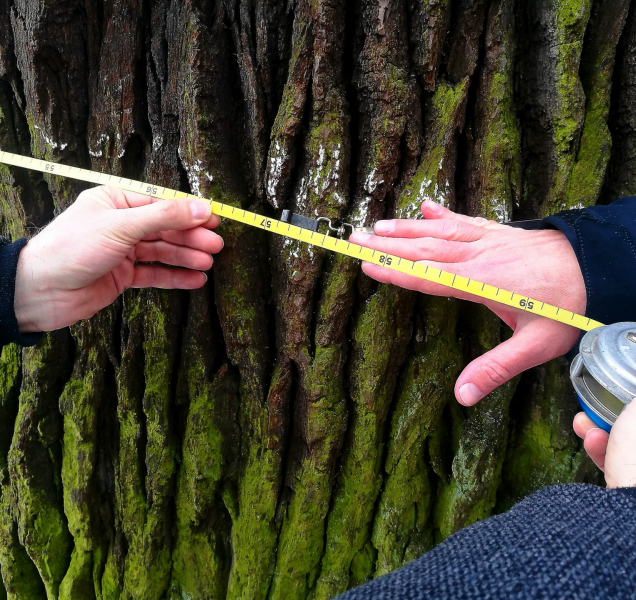 Dub Král je v dobré kondici, kontrolovat ho byl i primátor Žbánek