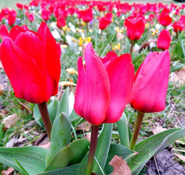 Záhony cibulovin přivítaly v Olomouci jaro