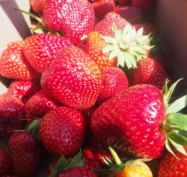 Samosběr jahod ve Slavoníně začal. Takto to na místě vypadá