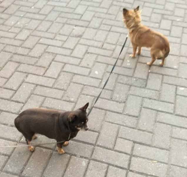 Dva uvázaní chlupáči na svého pána čekali marně