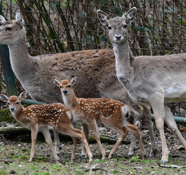 Mláďata siky vietnamského už jsou vidět