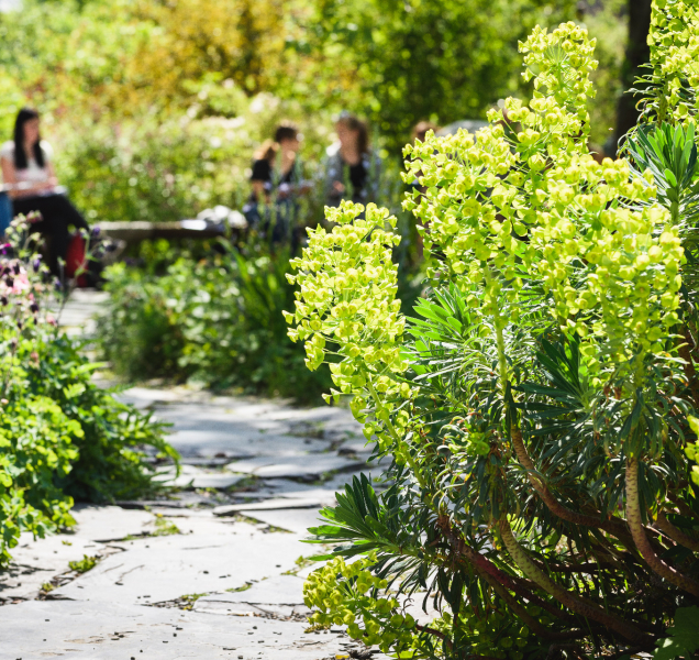 Botanická zahrada UP představí flóru Krymského poloostrova