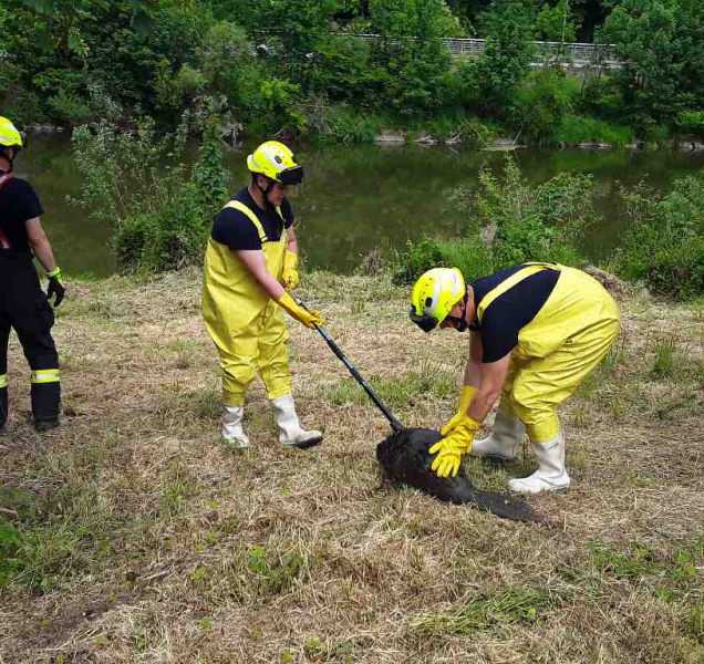 Hasiči zachraňovali různé druhy zvířat