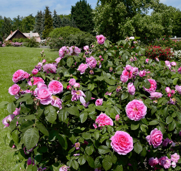 Festival Vyznání růžím přinese bohatý program i oslavy výročí olomouckého rozária