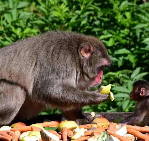 ZOO: Statistika zvířecích strávníků