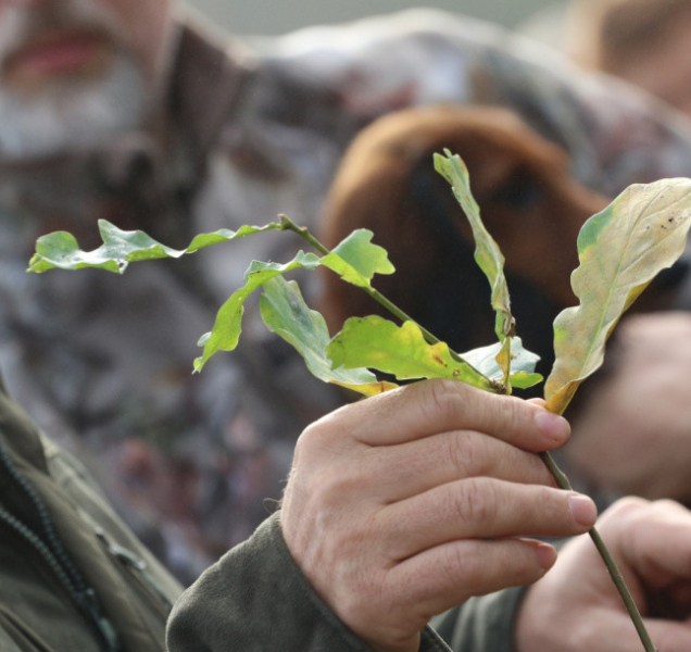 Přijďte zasadit stromy a podpořit tím dobrou věc
