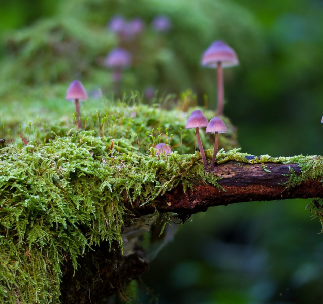 Pevnost poznání zve na houbový víkend