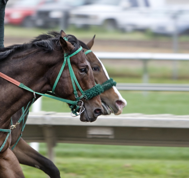 Dva koně z regionu na čelních místech Velké pardubické