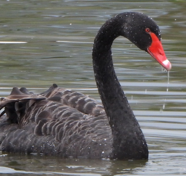 Vzácná labuť černá se objevila na rybníku v Tovačově
