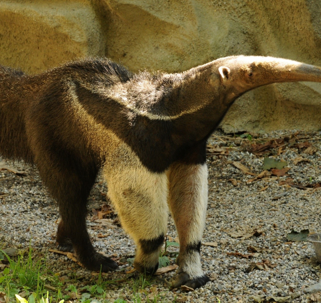 Zemřel Sylvin, zakladatel dynastie mravenečníků v olomoucké zoo