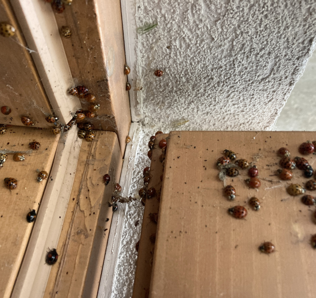 Invazivní berušky z Východu útočí na české domácnosti