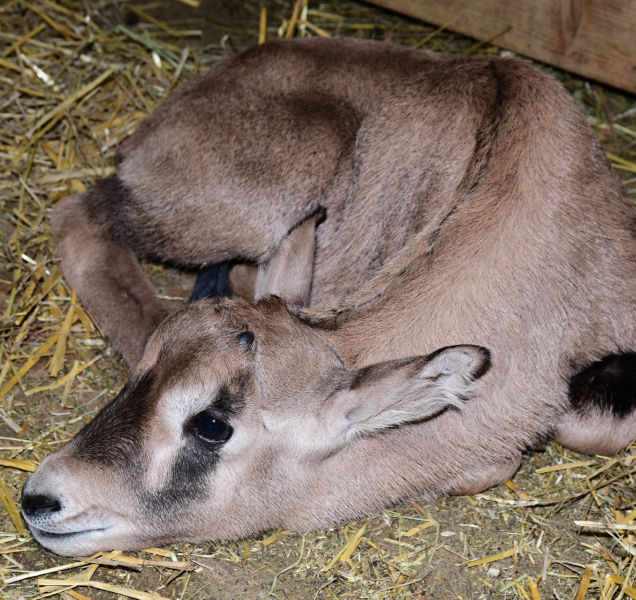 Posledním loňským přírůstkem v zoo je antilopa oryx