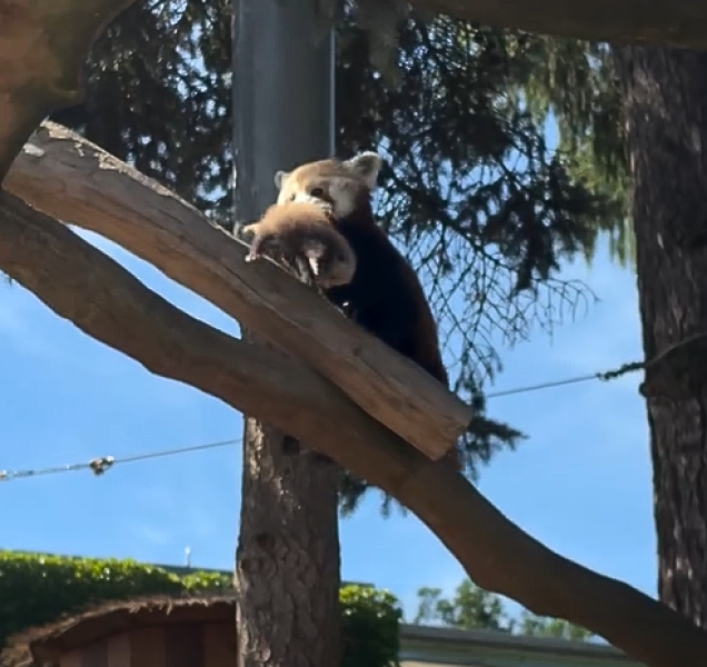Panda červená přivedla na svět dvě mláďata!