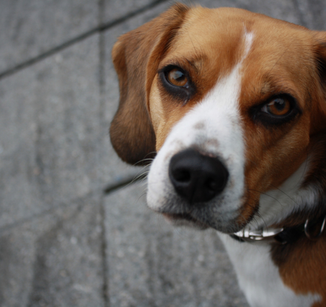 Městská policie má plné ruce práce s toulavými psy