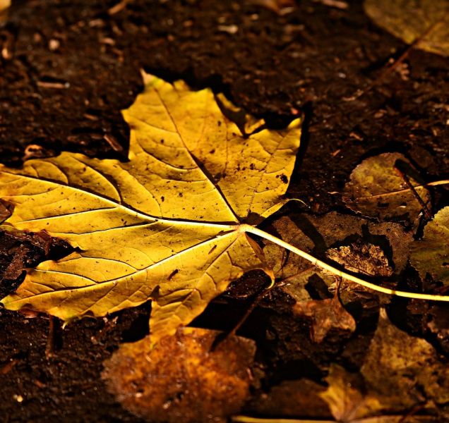 Poslední listopadový týden v kraji přinese zamračené počasí