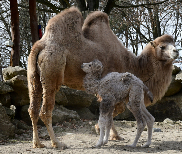 Radostné jaro v zoo: narodila se hned dvě velbloudí mláďata