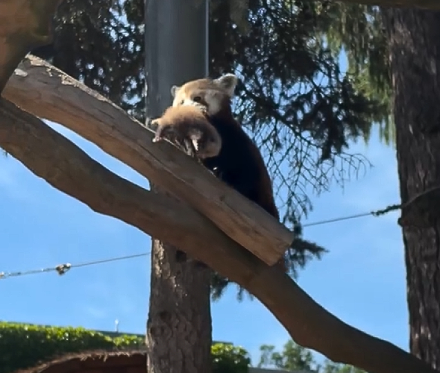 Pandám v Zoo Olomouc se narodila mláďata