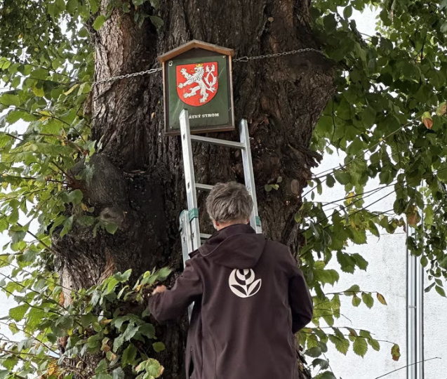 Olomouc označila památné stromy