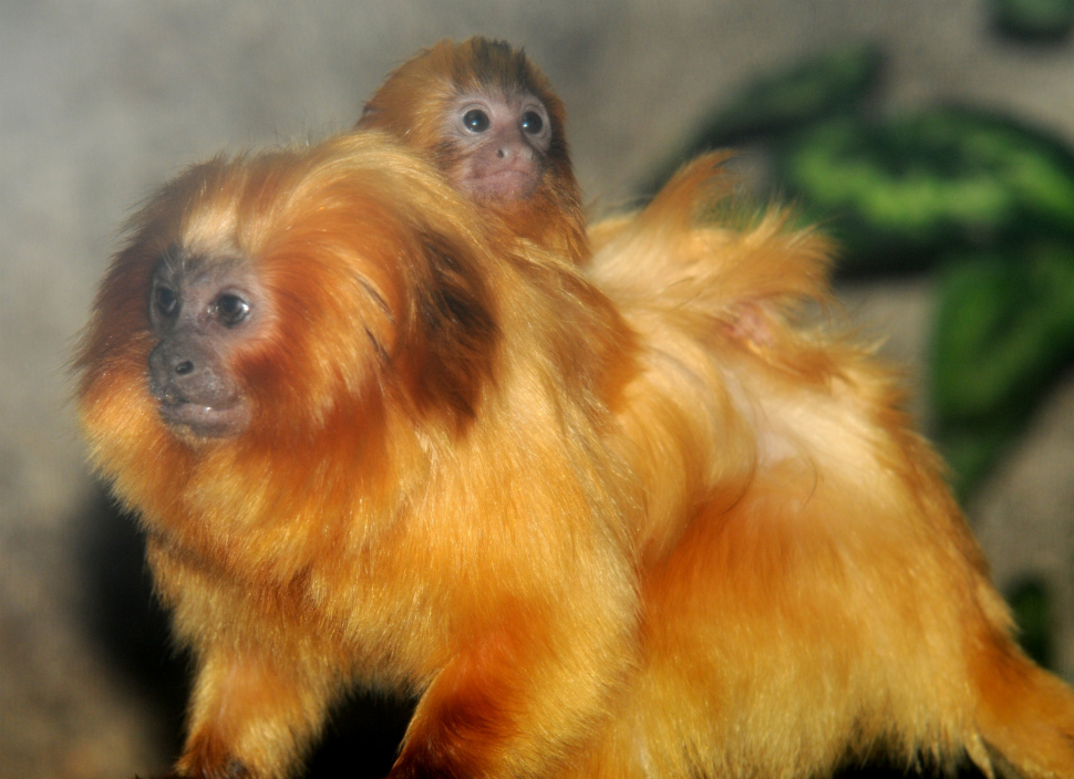 Olomoucká zoo přivítala dva nové lvíčky zlaté