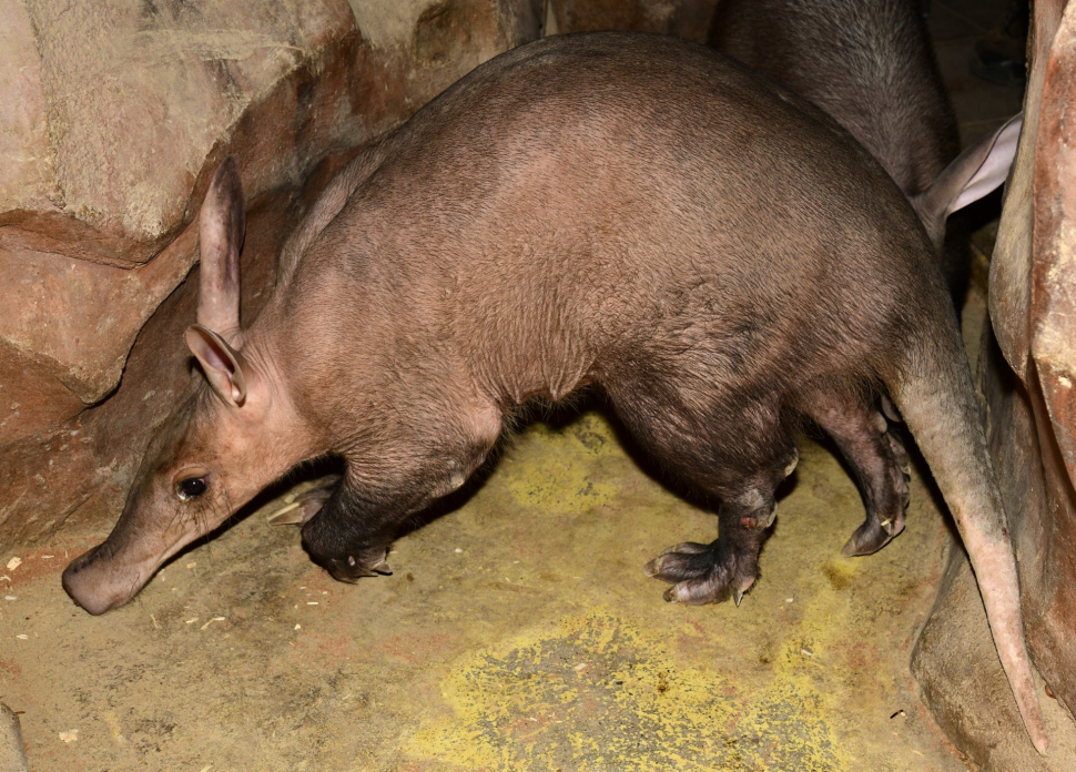 Hrabáčovi, narozenému na jaře v olomoucké zoo, se daří dobře