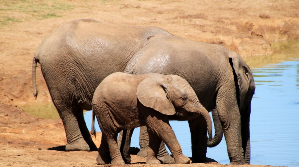 V olomoucké zoologické zahradě probíhá sbírka na záchranu slonů před pytláky