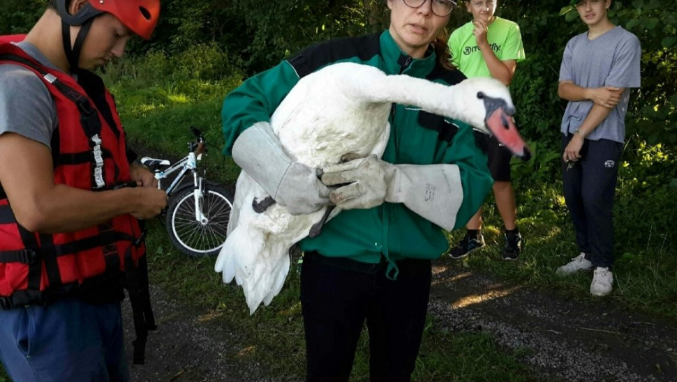 Rybářský vlasec u Tovačova chytil labuť, zachránili ji hasiči