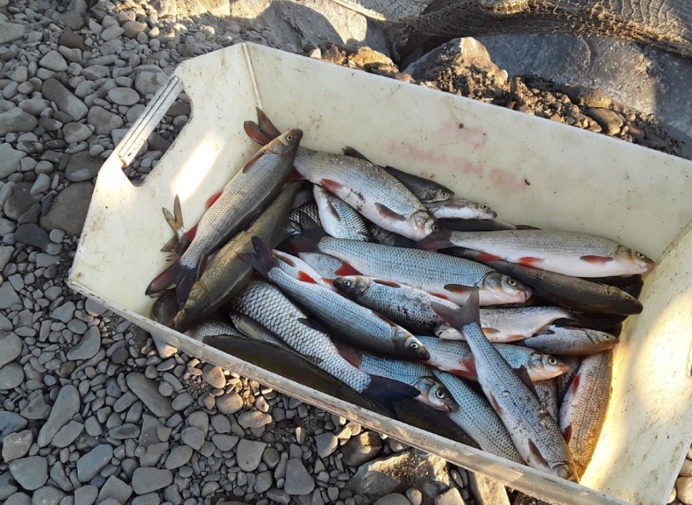 Neznámá látka zabila tuny ryb. Varování: nevstupujte do Bečvy